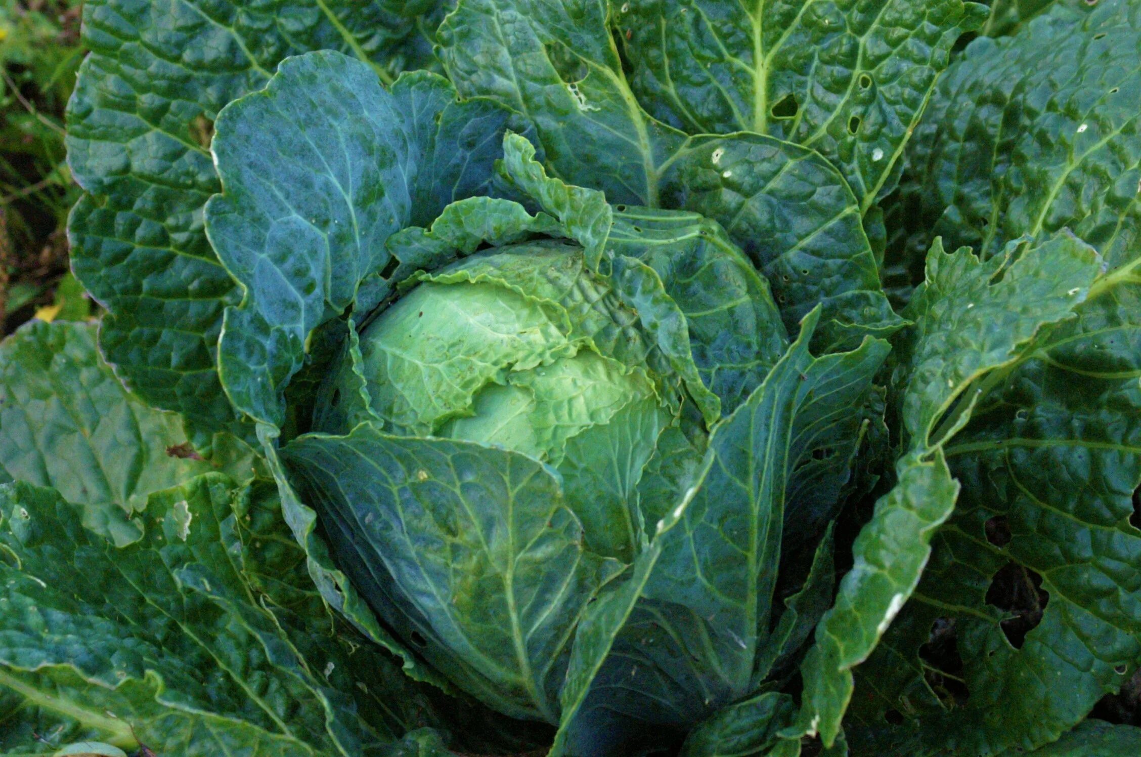 Капуста с волнистыми листьями фото и названия Vegetable Green Cabbage free image download