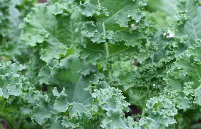 Капуста с волнистыми листьями фото и названия Прощай, бессонница: продукты, которые помогут хорошо высыпаться ночью