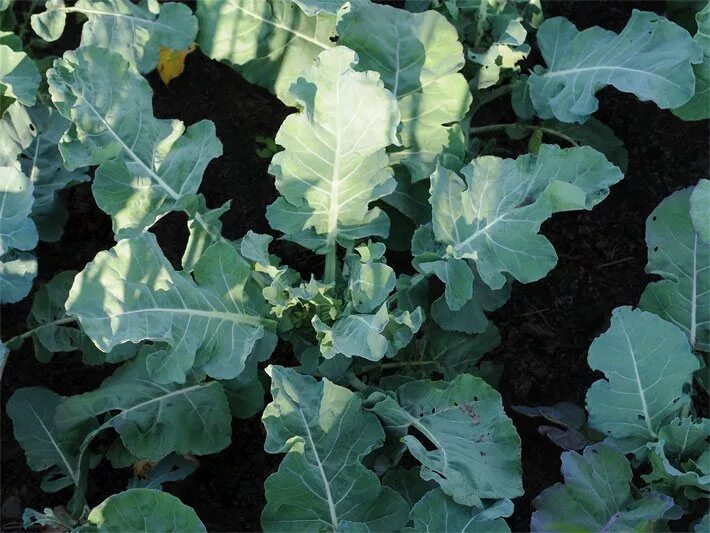 Капуста с волнистыми листьями фото и названия Brassica oleracea l: фотографии листовой капусты Зеленый рай Фотогалерея природы