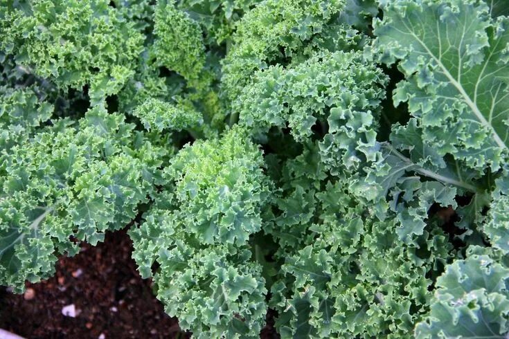 Капуста с волнистыми листьями фото и названия Can You Freeze Kale? Growing kale, Growing vegetables, Fall garden vegetables