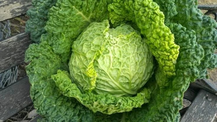 Капуста с волнистыми листьями фото и названия Come Cucinare la Verza - Il Club delle Ricette Verza, Rimedi naturali, Verdure i
