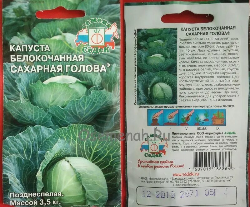 Капуста сахарная голова описание сорта фото отзывы Семена капусты: лучшие сорта для долгого хранения на зиму с описанием и фото Пра