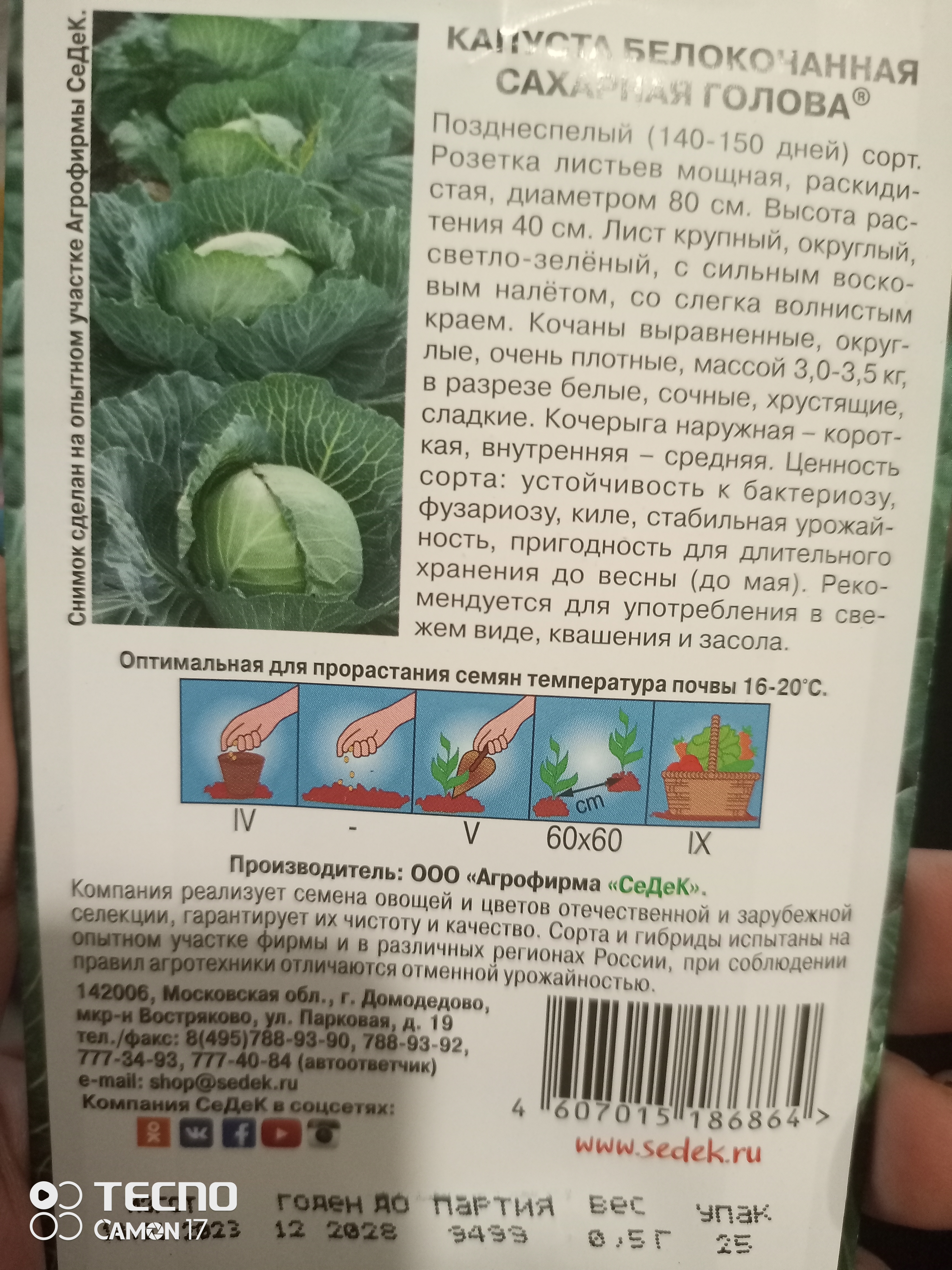 Капуста сахарная описание сорта фото отзывы Семена капуста белокочанная СеДеК Сахарная голова 15893 1 уп. - отзывы покупател