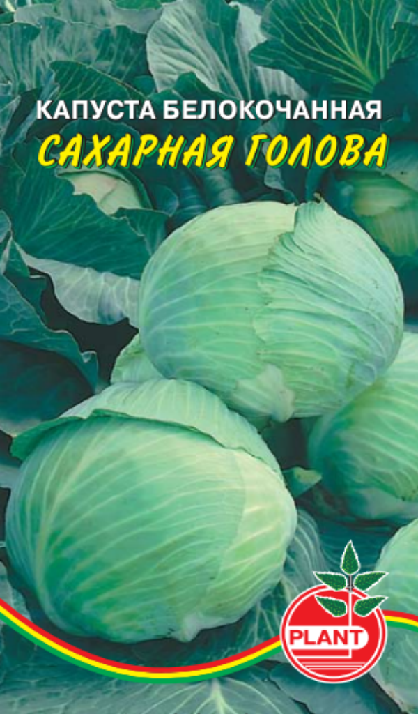 Капуста сахарное сердце фото Капуста Сахарная голова