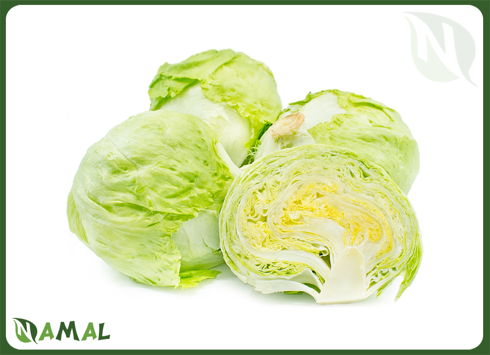 Капуста салат айсберг фото Egyptian Iceberg Lettuce - NAMAL for Import & Export