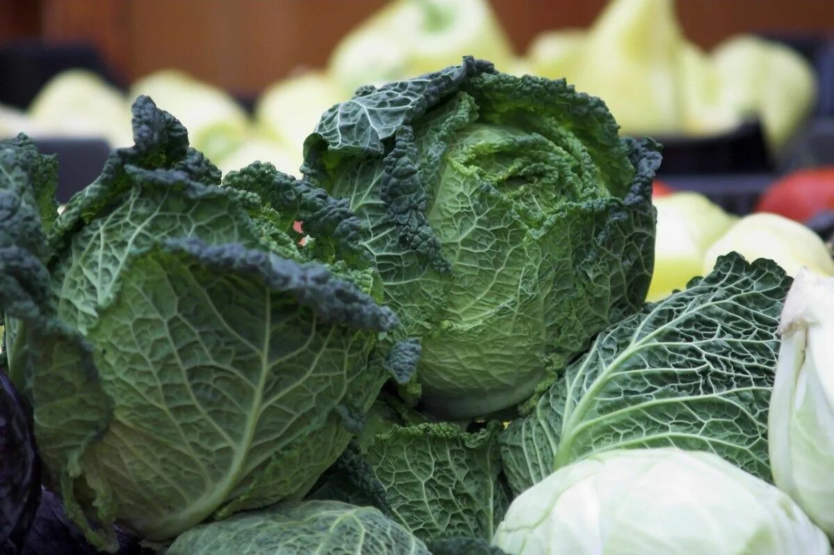 Капуста савойская фото выращивание How to Grow Healthy Cabbage: An Introduction Cabbage, Savoy cabbage, Food garden