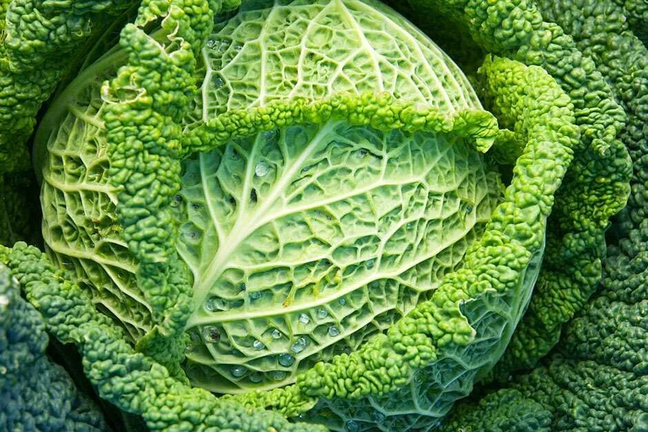 Капуста савойская фото выращивание How to grow cabbages Cabbage, Fiber rich vegetables, Juicing for health