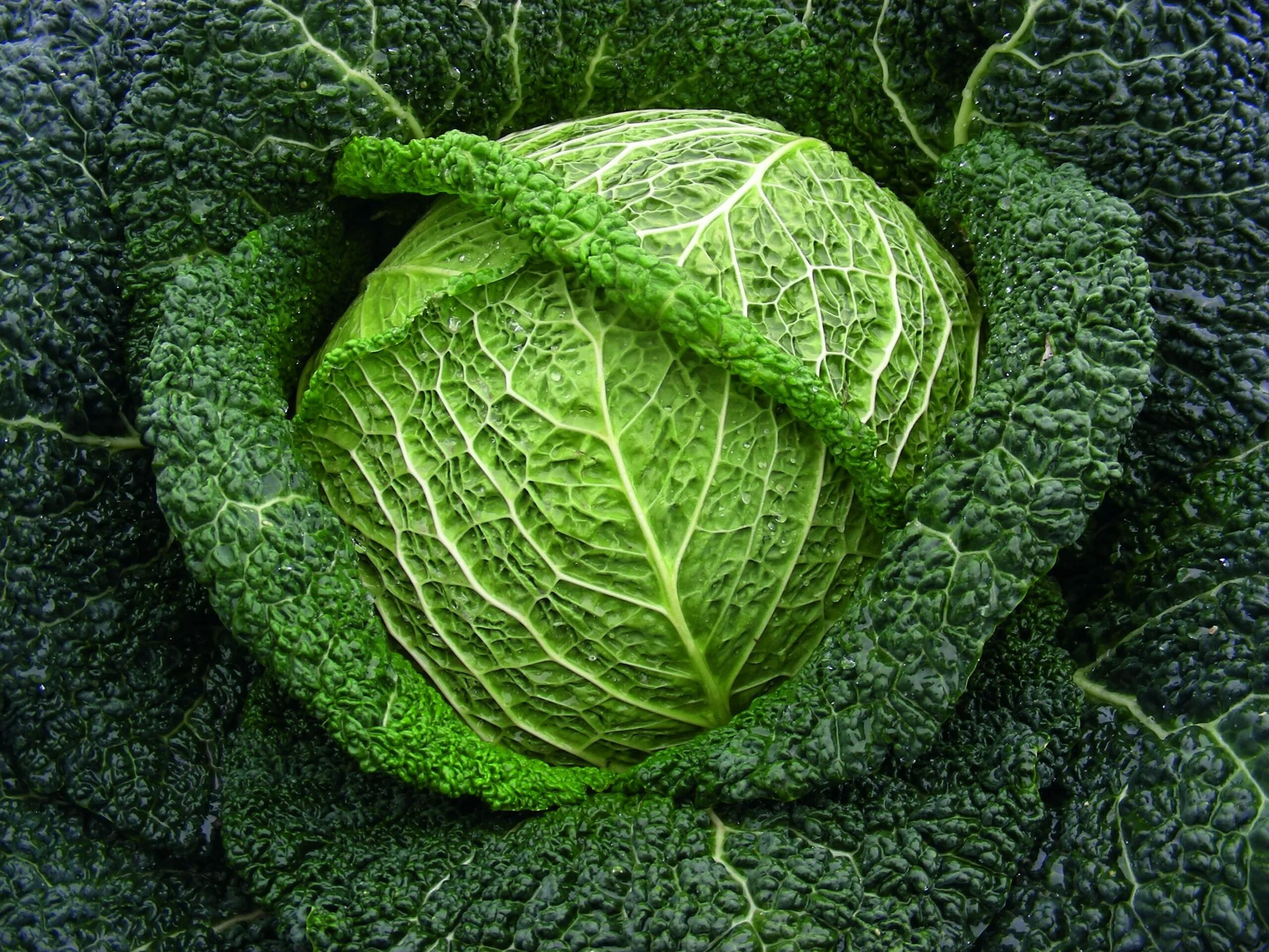 Капуста савойская фото выращивание Savoy Cabbage Wirosa F1 - Kings Seeds Direct