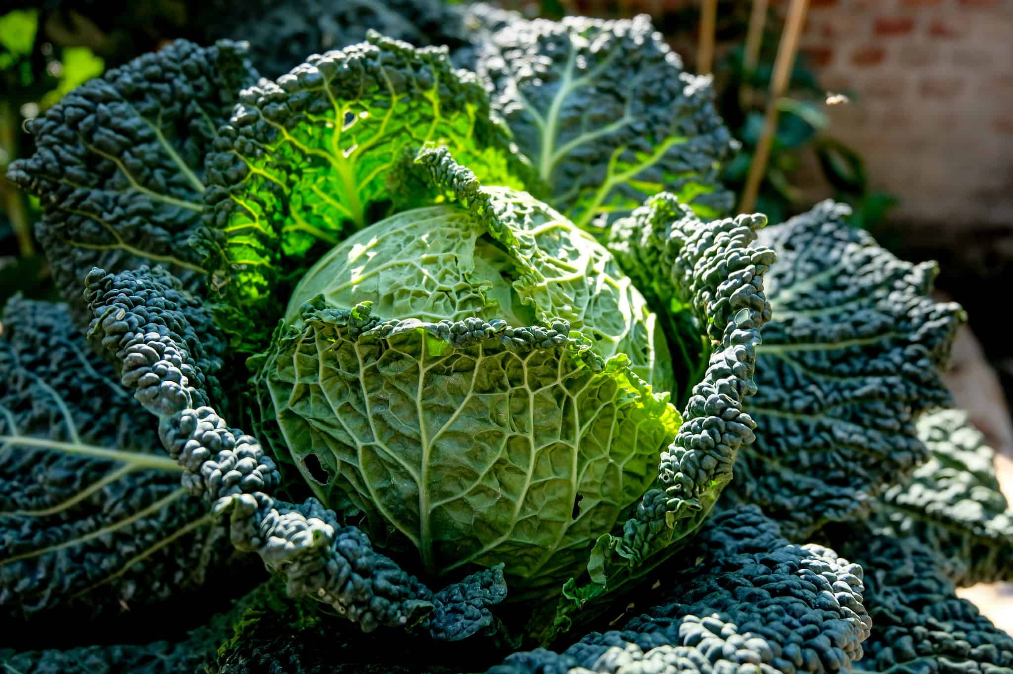 Капуста савойская фото выращивание How to Grow Cabbage: Your Complete Guide - A-Z Animals