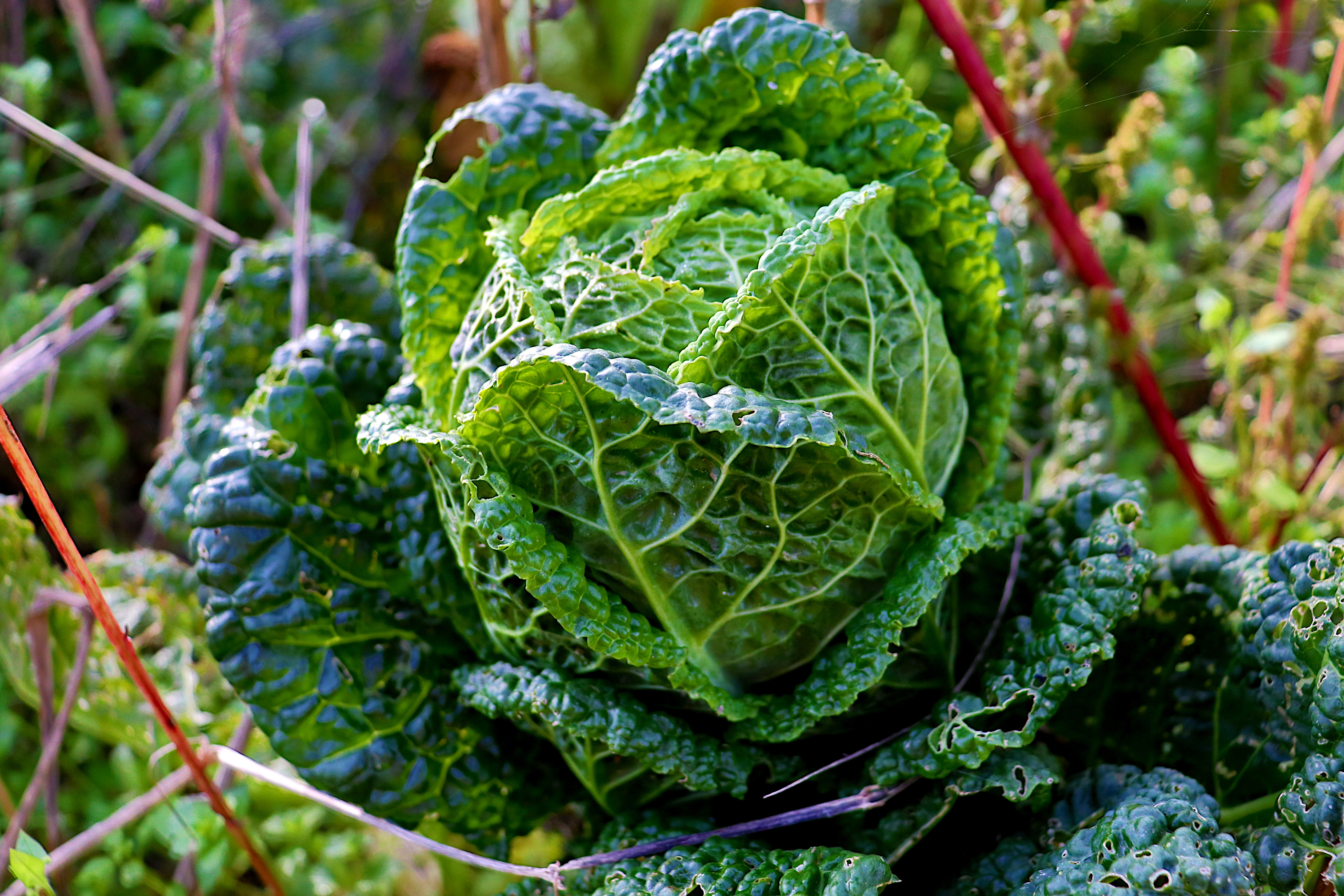 Капуста савойская фото выращивание Cabbage grows in the garden Desktop wallpapers 1680x1050