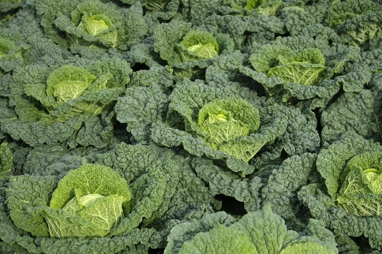 Капуста савойская описание сорта фото 32 Vegetables You Can Grow in Partial Shade Growing vegetables, Growing vegetabl