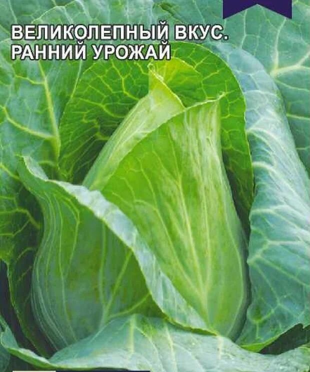 Капуста сердце буйвола описание сорта фото отзывы Коллекционные семена капусты б/к Сердце Буйвола - купить в интернет-магазине по 