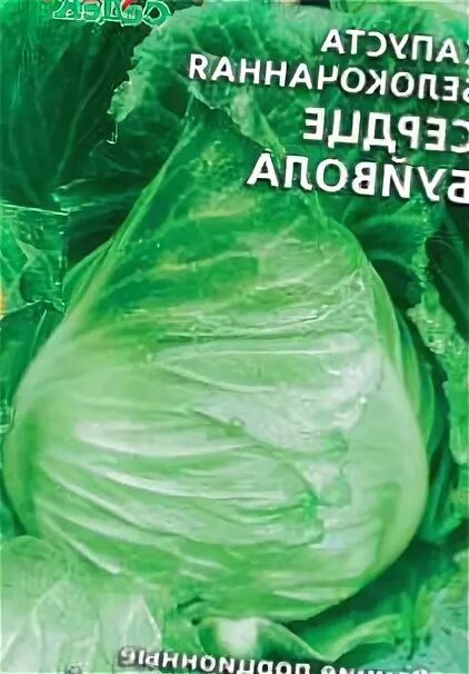 Капуста сердце буйвола описание сорта фото отзывы капуста Сердце Буйвола сорт