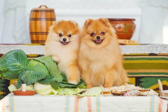 Капуста шпиц фото Шпиц Изображения: просматривайте стоковые фотографии, векторные изображения и ви