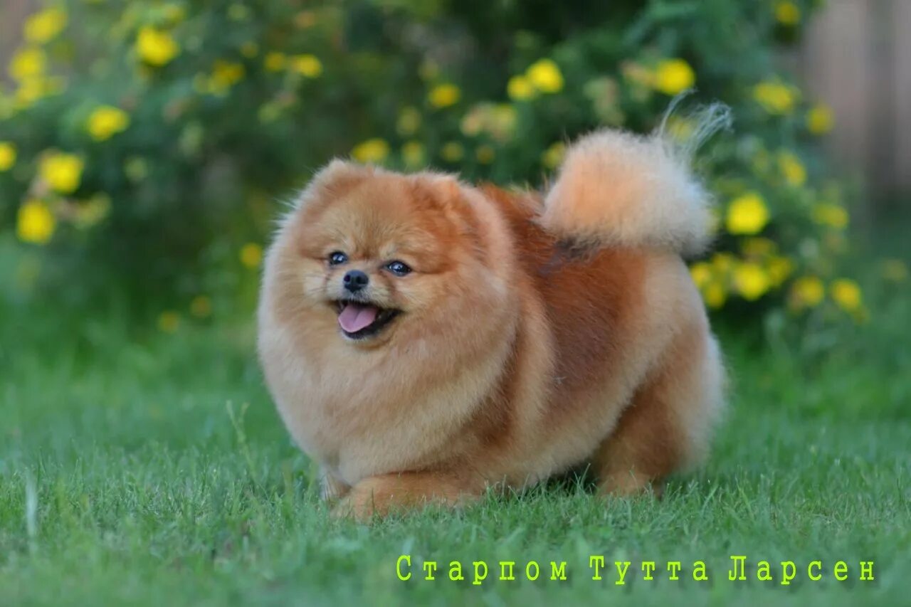 Капуста шпиц фото Померанский шпиц Старпом Тутта Ларсен