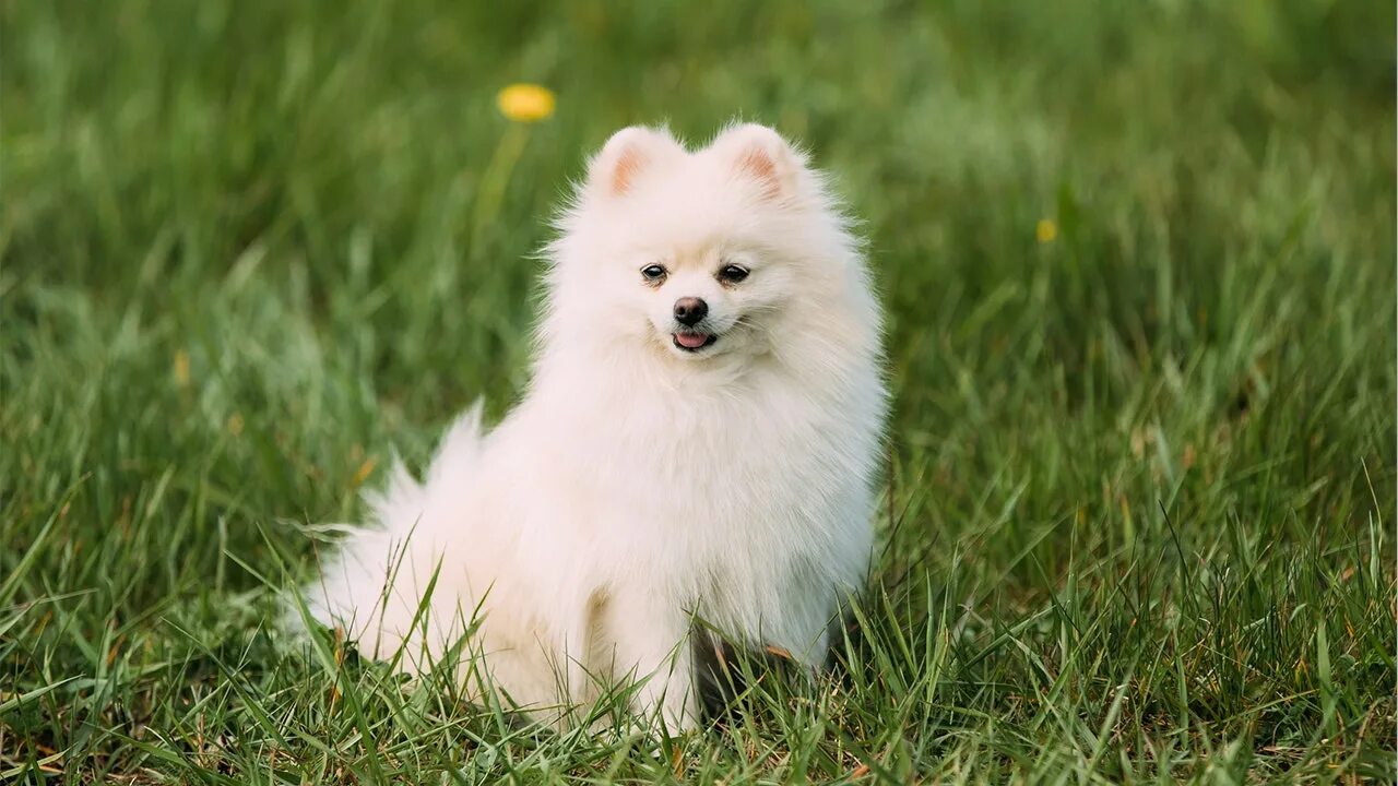 Капуста шпиц фото First dog to test positive for coronavirus dies Fox News
