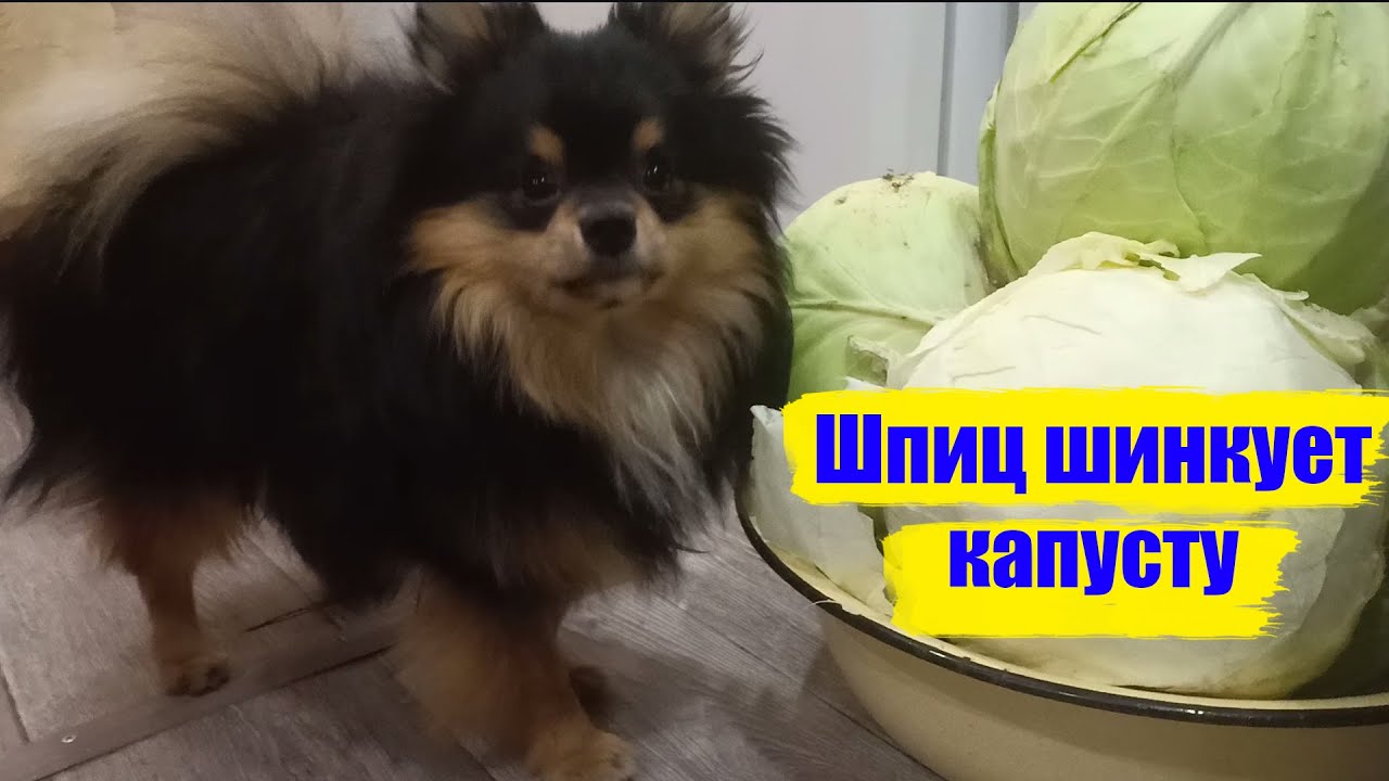 Капуста шпиц фото Шпиц Томас ВЕГАН? А можно ли капусту шпицам? - YouTube