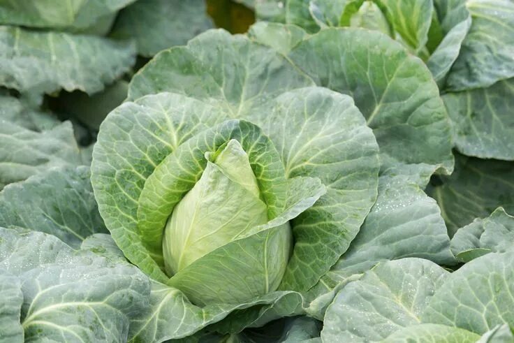 Капуста шпицколь описание сорта фото отзывы Brassica Pictures - National Garden Bureau - #fallgardening Organic seeds, Seeds