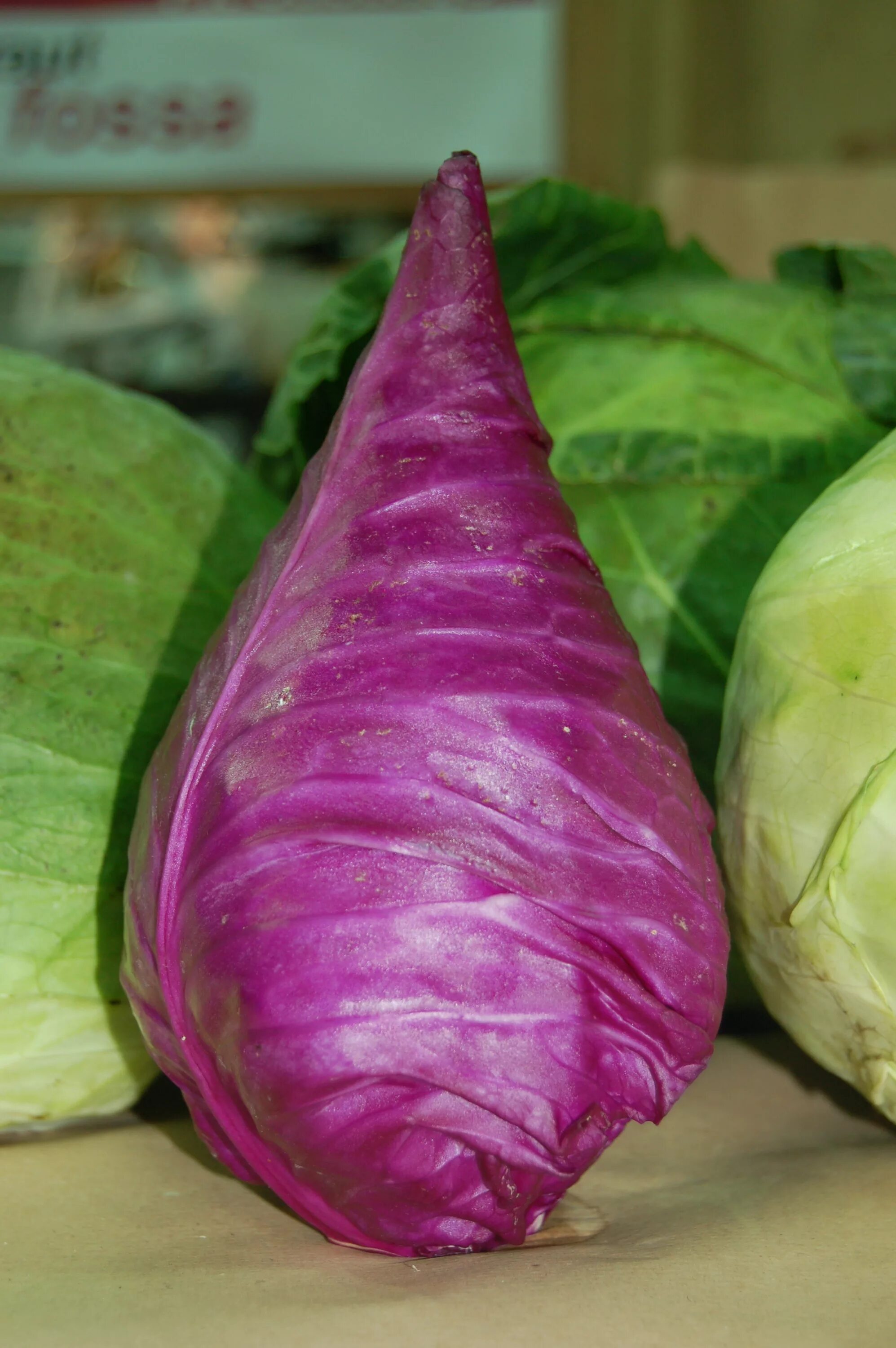 Капуста шпицколь описание сорта фото отзывы File:Chou rouge pointu Salone del Gusto.jpg - Wikimedia Commons