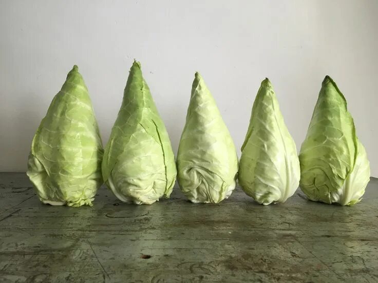 Капуста шпицколь описание сорта фото отзывы spitzkohl . Cabbage, Vegetables, Food