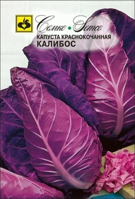 Капуста шпицколь описание сорта фото отзывы Купить семена Семко Капуста краснокочанная КАЛИБОС (0,3г) в Москве, доставка по 