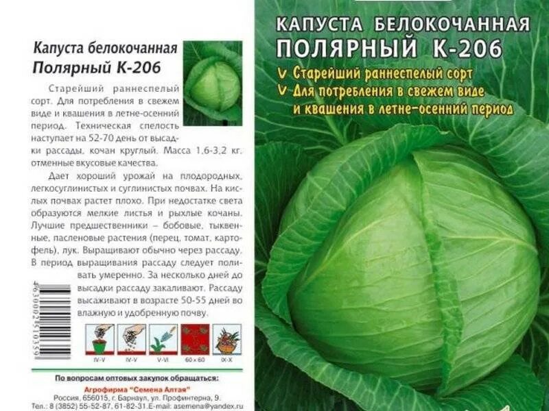 Капуста шпицоль описание сорта фото отзывы Сорта капусты - название, описание с фото, советы по выращиванию