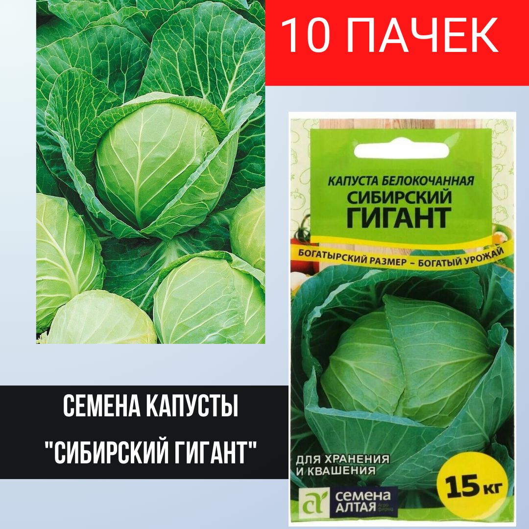 Капуста сибирский гигант описание сорта фото отзывы Характеристики Семена капусты Сибирский Гигант, Семена Алтая, 0.5 гр, в наборе 1