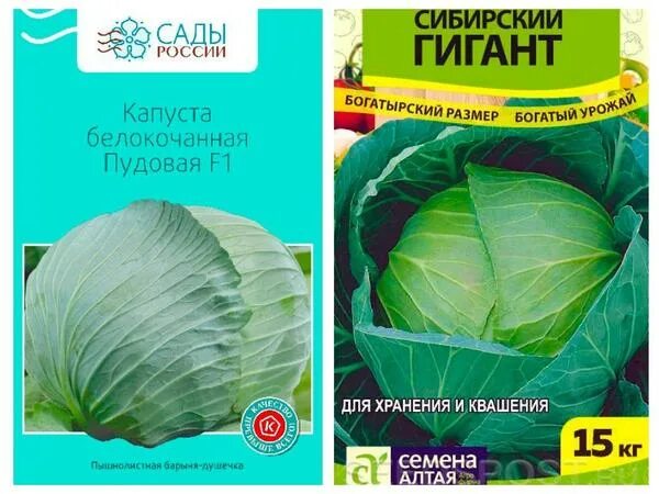 Капуста сибирский гигант описание сорта фото отзывы Самые крупные сорта белокочанной капусты: топ-5