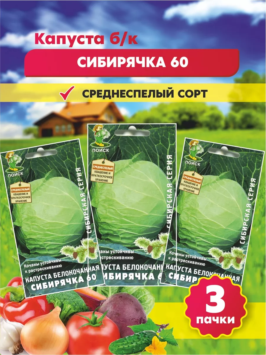 Капуста сибирячка 60 описание сорта фото отзывы Капуста сибирячка описание сорта фото отзывы садоводов урожайность фото
