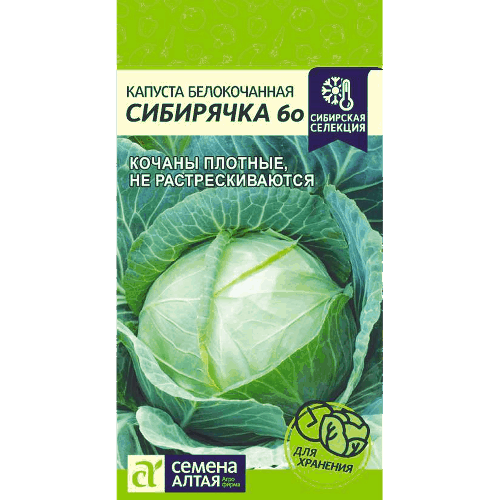 Капуста сибирячка 60 описание сорта фото отзывы Каталог товаров Усадьба