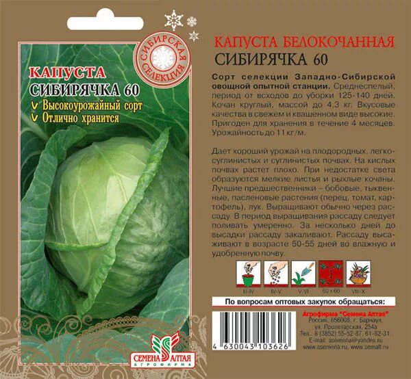 Капуста сибирячка 60 описание сорта фото отзывы Капуста Сибирячка 60/Семена Алтая/цп 0,5 гр. Сибирская Селекция! во Владивостоке
