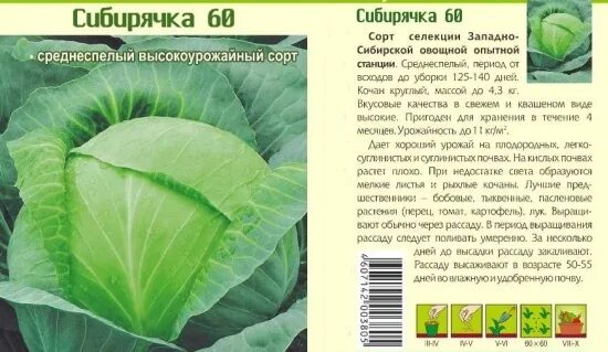Капуста сибирячка 60 описание сорта фото отзывы Наилучшие сорта среднеспелой