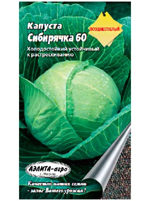 Капуста сибирячка 60 описание сорта фото отзывы Капуста Капуста Белокочанная