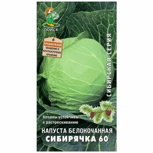 Капуста сибирячка 60 описание сорта фото отзывы Капуста б/к "Поиск" Сибирячка 60 0,5г ПОИСК 4601887000174 купить за 43 руб. в ка