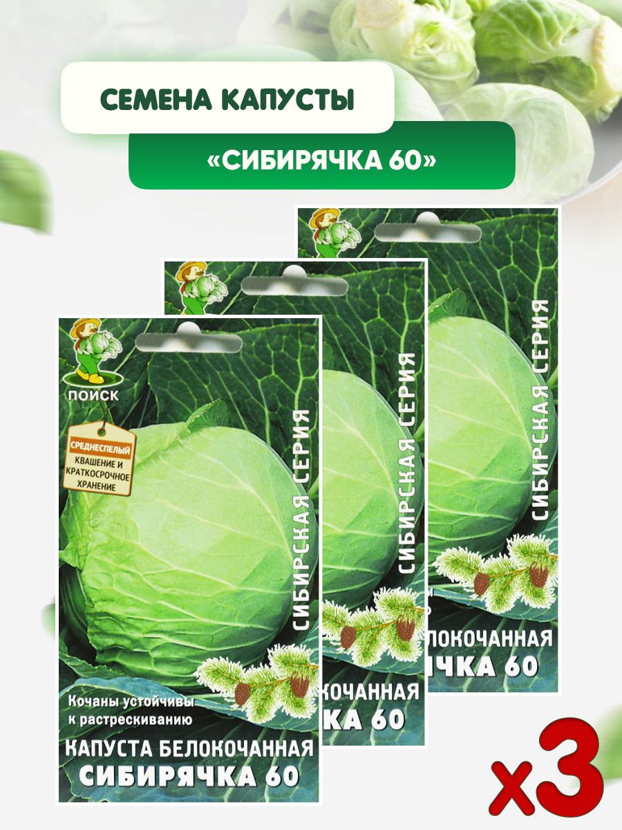 Капуста сибирячка 60 описание сорта фото отзывы Капуста Поиск Сибирячка 60 - купить по выгодным ценам в интернет-магазине OZON (