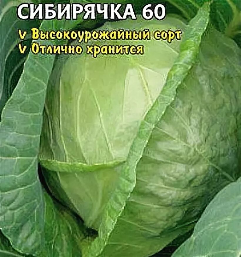 Капуста сибирячка описание сорта фото отзывы Ранние, средние и поздние сорта капусты для разных регионов России