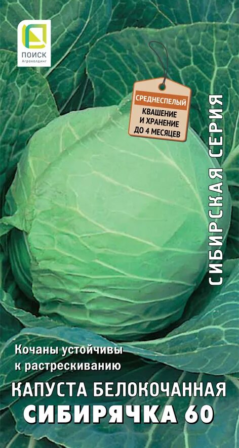 Капуста сибирячка описание сорта фото отзывы Капуста белокочанная Сибирячка 60 (сиб.серия) (ЦВ)