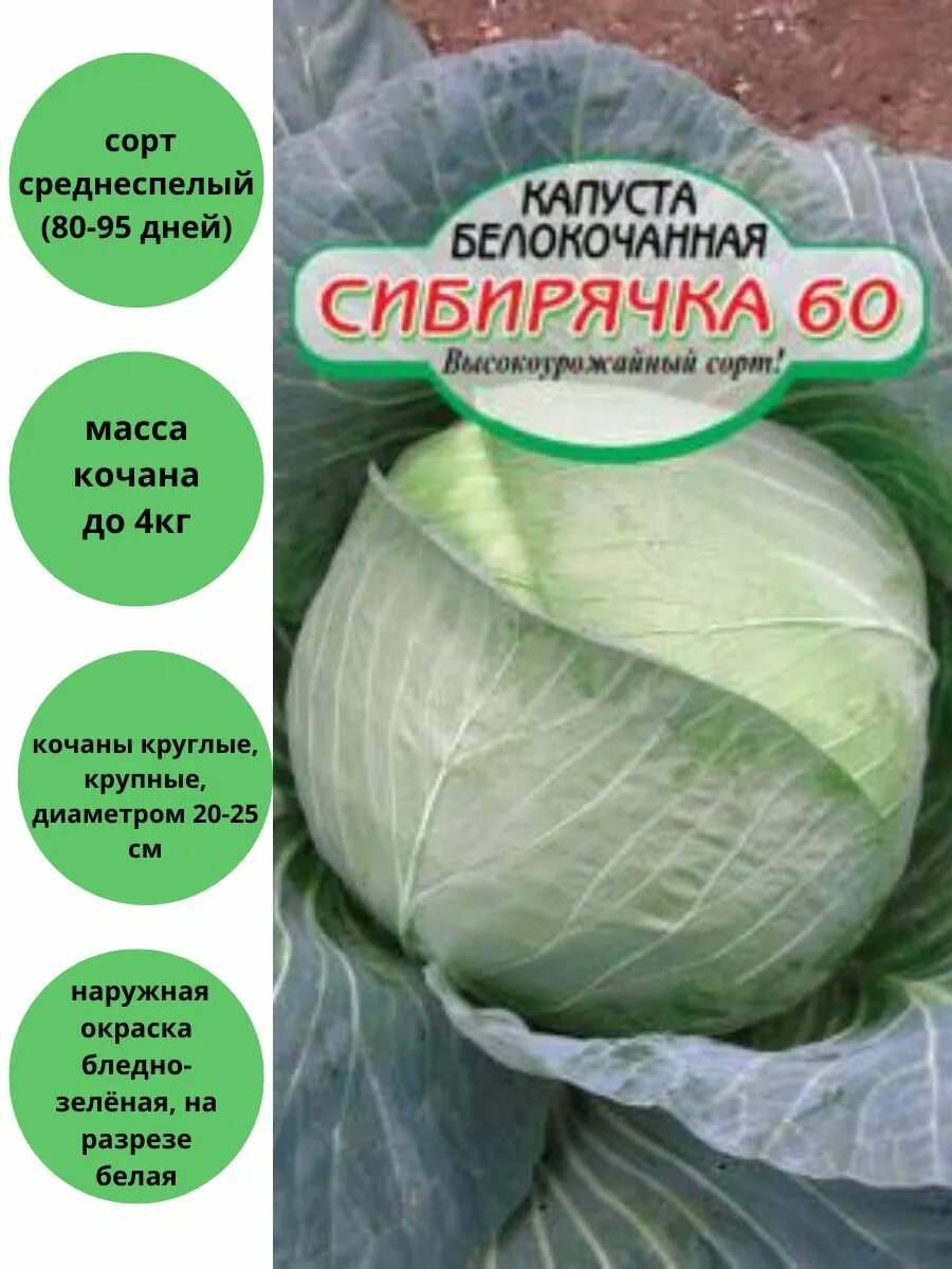 Капуста сибирячка описание сорта фото отзывы Капуста Сибирячка 60 белокочанная Сибирские сортовые семена 81320459 купить за 1