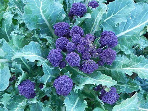 Капуста синяя как называется фото Premier Seeds Direct Broccoli - Summer Purple Sprouting - 100 Finest Seeds in 20