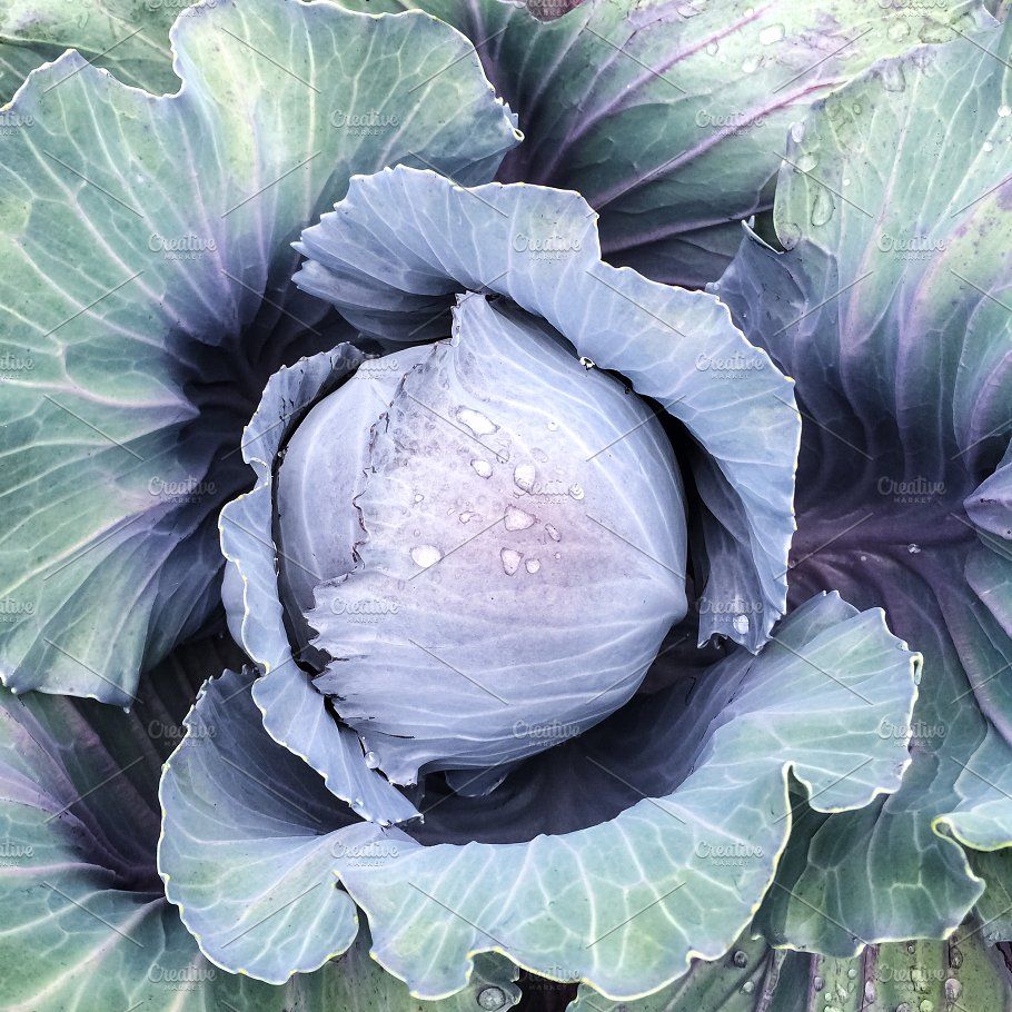 Капуста синяя как называется фото Blue cabbage in raindrops Summer vegetables garden, Cabbage, Summer vegetable