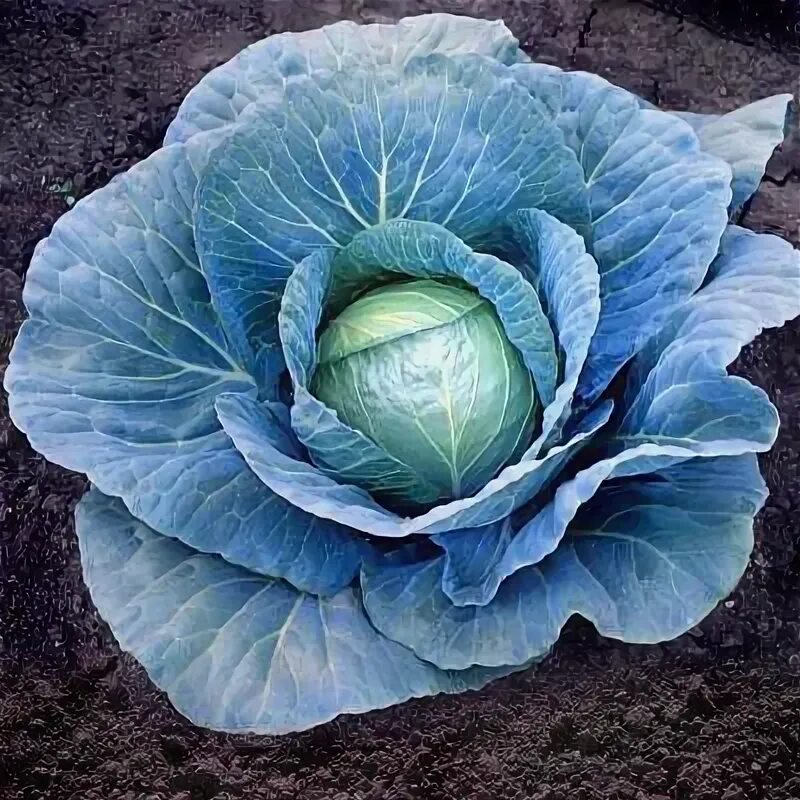 Капуста синяя как называется фото Cabbage Blue Vantage F1 Cabbage seeds, Vegetable seeds for sale, Cabbage