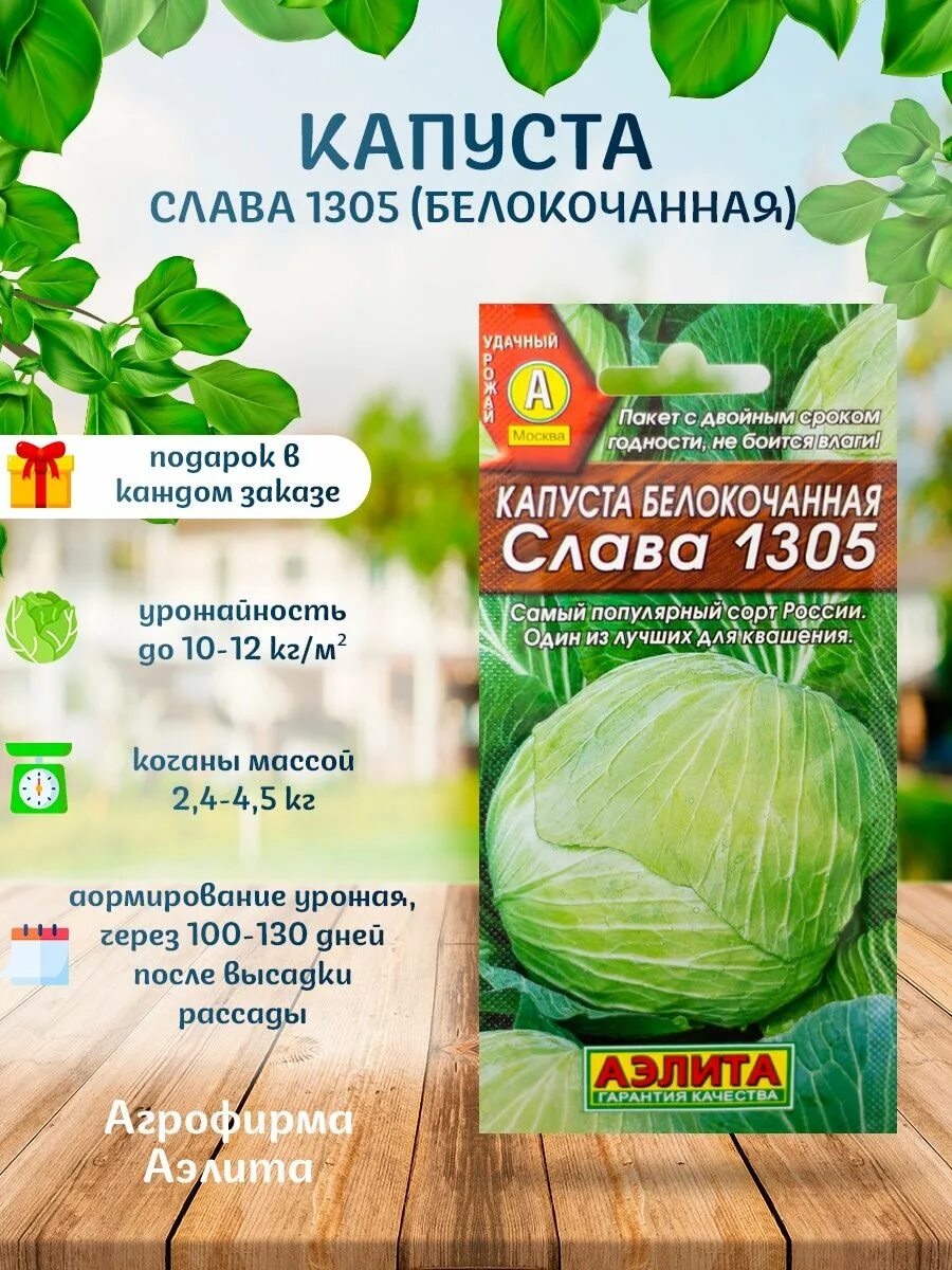 Капуста слава 1305 отзывы фото Семена капуста белокочанная Слава 1305 популярная + подарок Агрофирма Аэлита 142