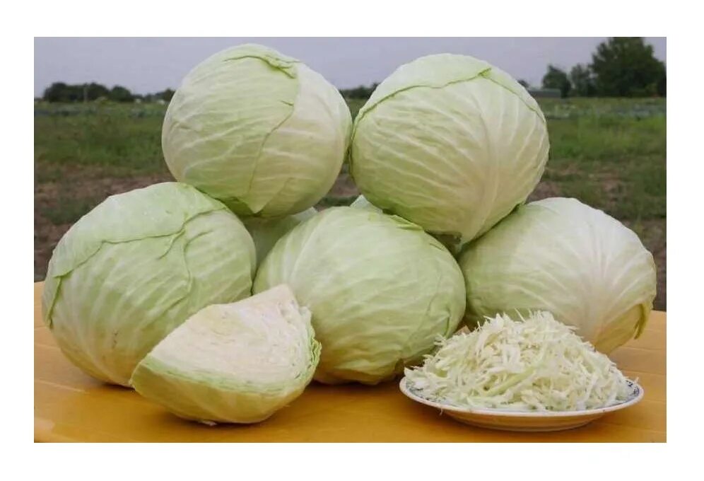 Капуста слава фото Рассада капуста белокочанная Агродекор Слава AGRO4641 10 шт. - купить в Москве, 