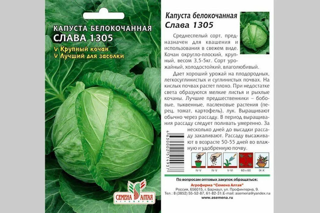 Капуста слава фото и описание Капуста Номер первый Грибовский 147 - sadovyimir.ru