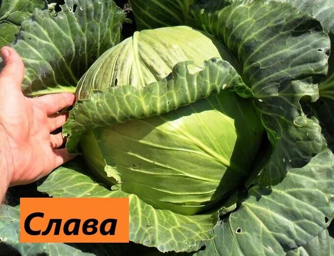 Капуста слава фото качана Капуста белокачанная средняя Слава Капуста. Рассада овощей с закрытой корневой с