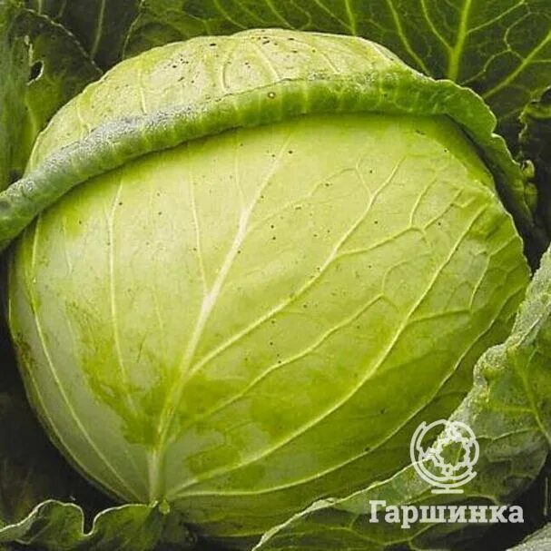 Капуста слава фото кочана Семена Капуста б/к Слава 1305 купить в интернет-магазине * bigsad