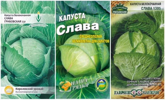 Капуста слава характеристика и описание сорта фото капуста слава: описание сорта, фото, отзывы тех, то сажал