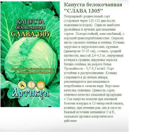 Капуста слава характеристика и описание сорта фото Капуста Слава: характеристика и описание среднеспелого сорта с фото