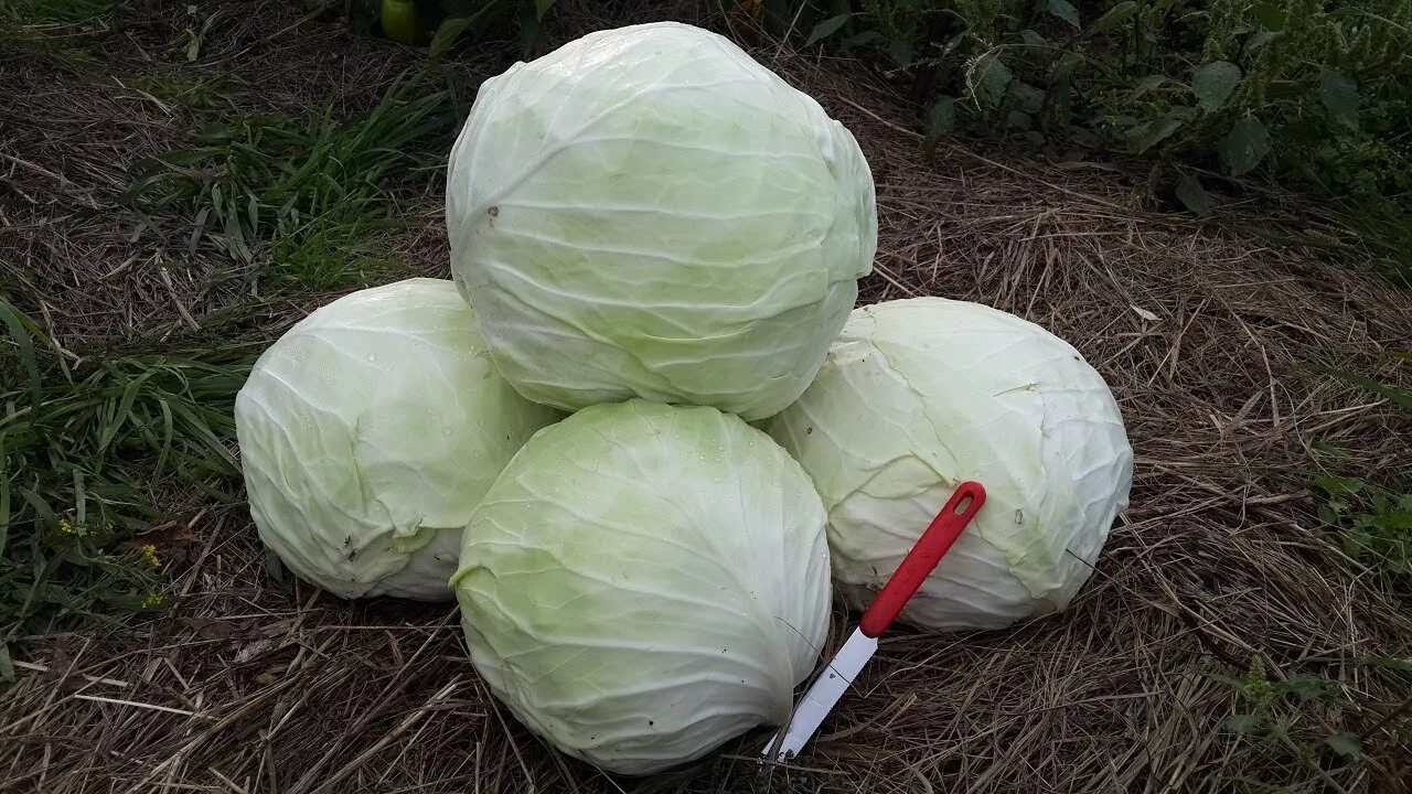 Капуста слава описание фото отзывы Белокочанная КАПУСТА СЛАВИЯ.Самая КРУТАЯ капуста. - YouTube