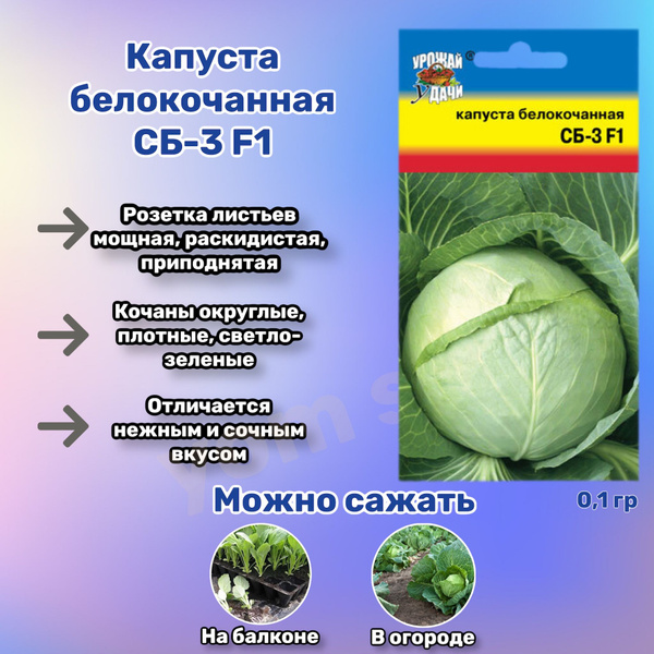 Капуста слава описание сорта фото характеристика отзывы Капуста Урожай удачи Капуста Yom Shop - купить по выгодным ценам в интернет-мага